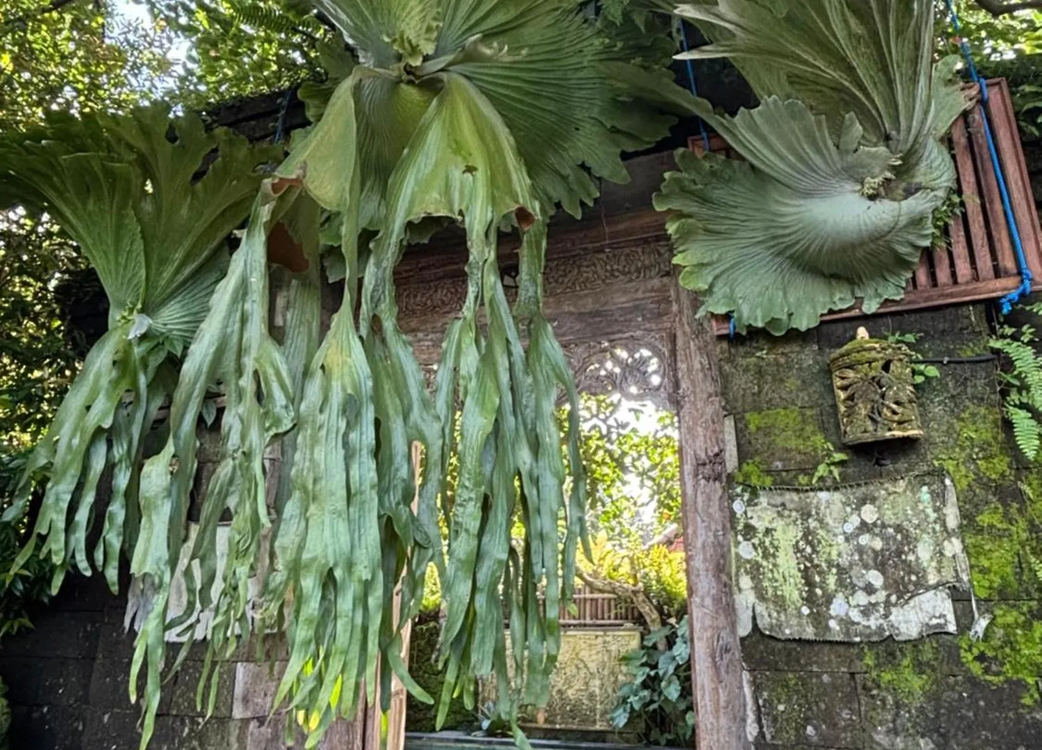 Bumbung Sari Villa Ubud  Indonesia